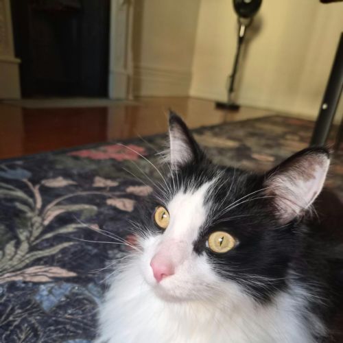 Gordon - Maine Coon x Domestic Long Hair (DLH) Cat