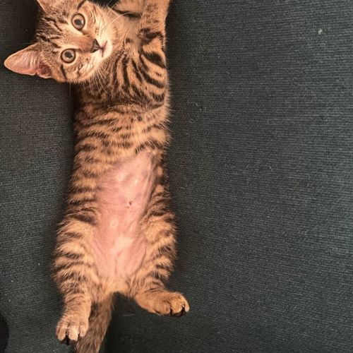 Katsu  - Domestic Short Hair (DSH) Cat