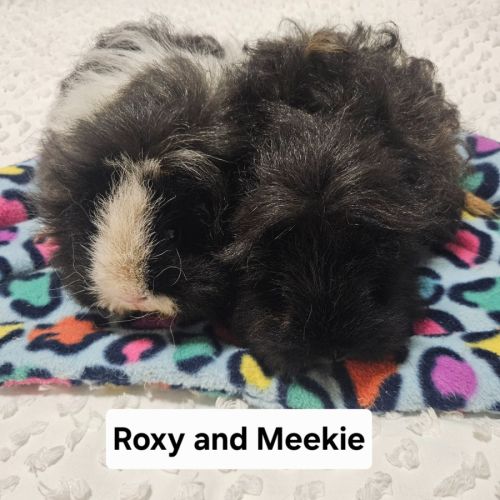 Roxy & Meekie - Texel Guinea Pig