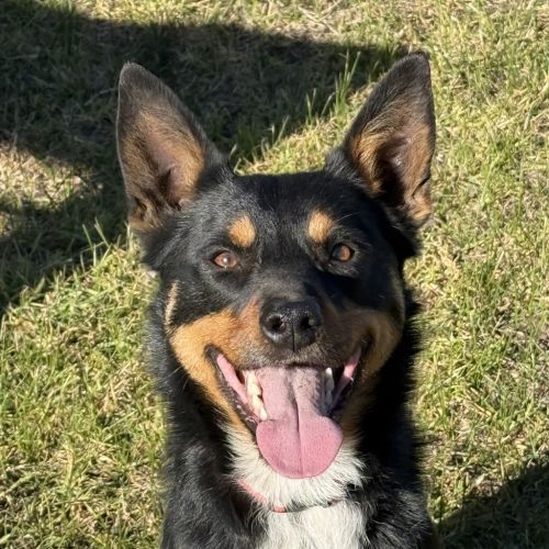Gus - Kelpie Dog