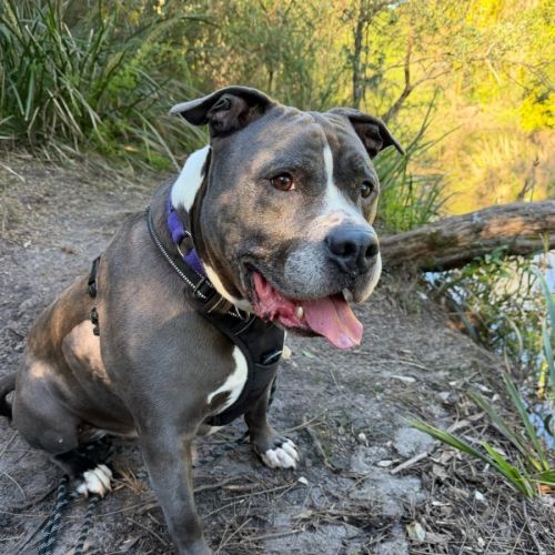 Archie - Staffordshire Bull Terrier Dog