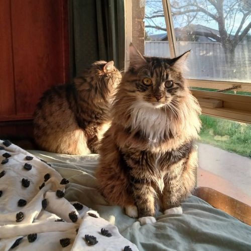 Clymbeth - Domestic Medium Hair (DMH) Cat