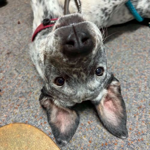 Doja - Australian Cattle Dog