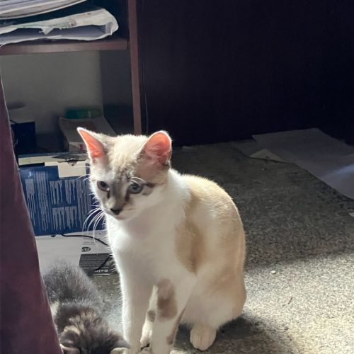 Ralphie♥️ - Domestic Short Hair (DSH) Cat