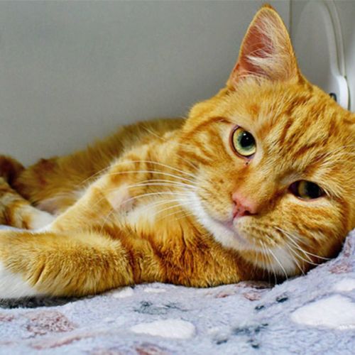 Duck - Domestic Short Hair (DSH) Cat