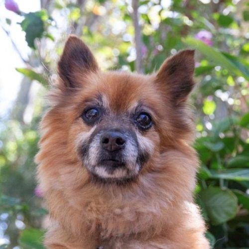 Maxy O’Cleary - Pomeranian Dog