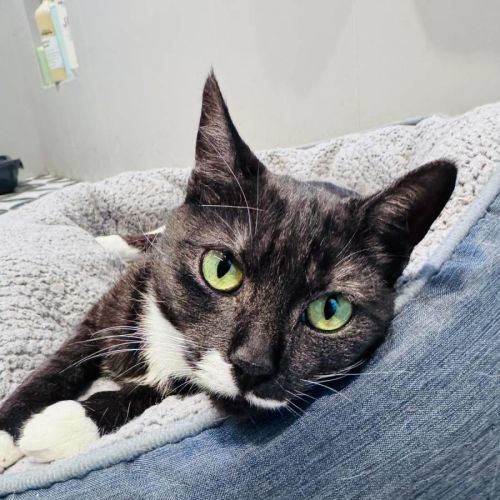 Minnie 🎀 - Domestic Short Hair (DSH) Cat