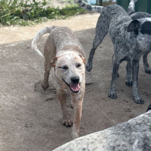 Red - Mixed breed Dog