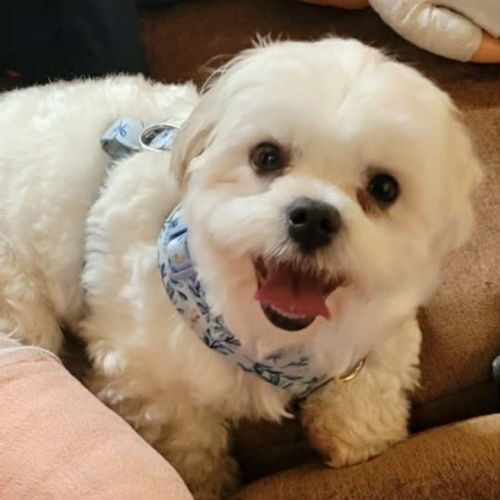 Daisy - Maltese Dog
