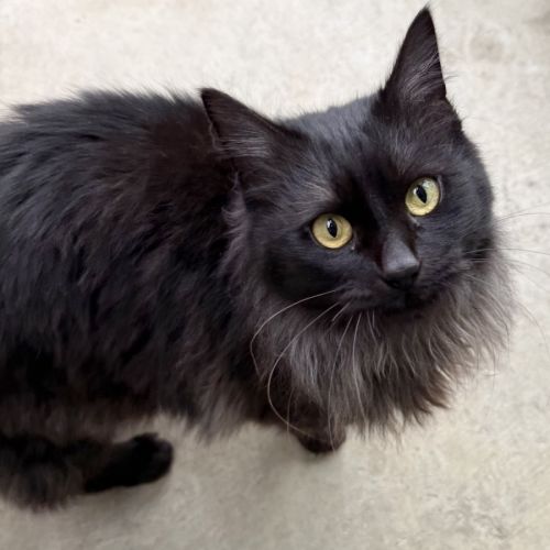 Nova - Domestic Medium Hair (DMH) Cat