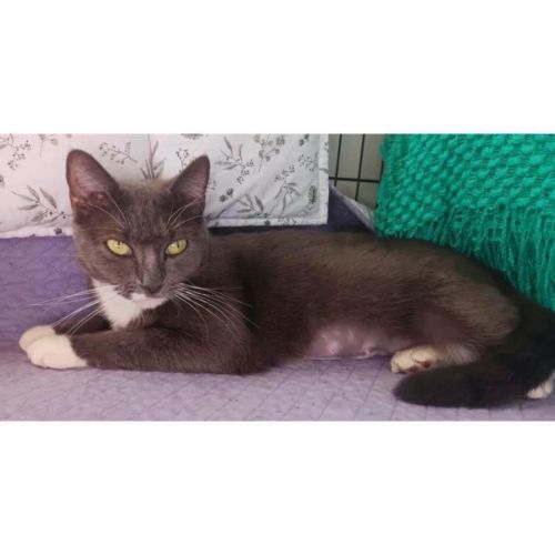 11444 - Lena - Domestic Short Hair (DSH) Cat