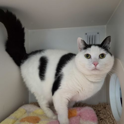 Jayjay  - Domestic Medium Hair Cat