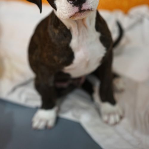 Toby - American Staffordshire Bull Terrier Dog