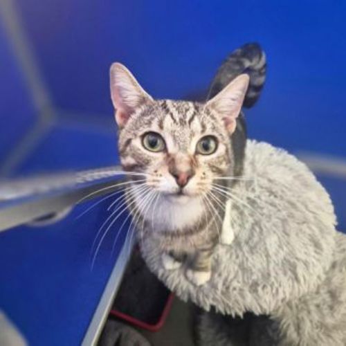 Petronella - Domestic Short Hair Cat