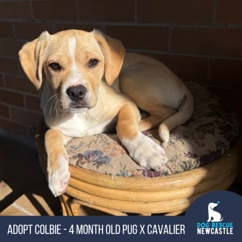 Colbie - 4 Month Old Pug X Cavalier - Pug x Cavalier King Charles Spaniel Dog