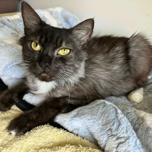 Selene - Domestic Medium Hair (DMH) Cat