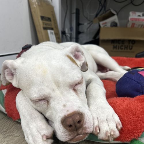 Polka - American Bulldog