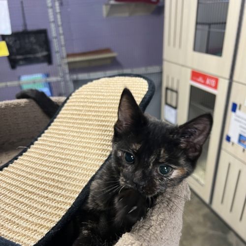 Lucy - Domestic Short Hair Cat