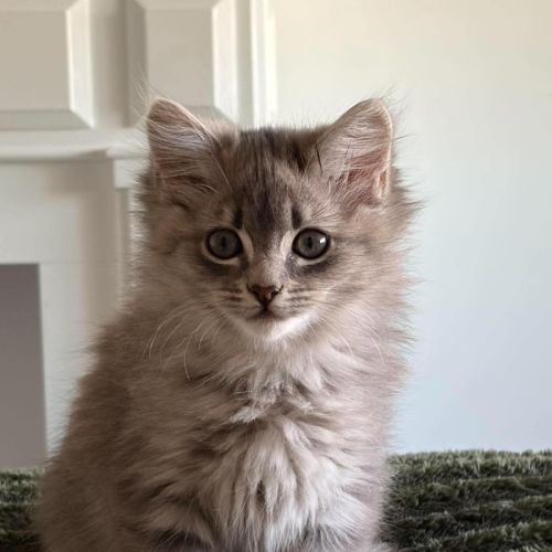 Boo - Domestic Medium Hair (DMH) Cat