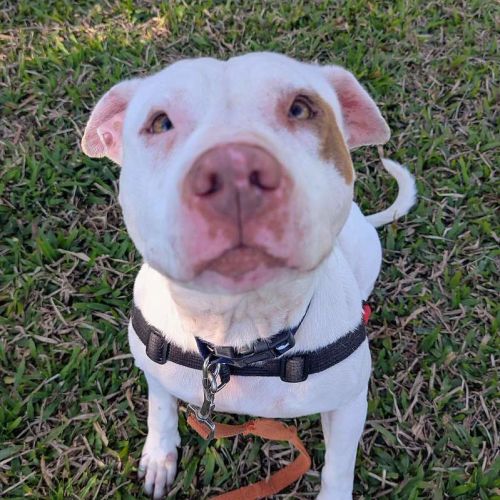 Merci - Staffordshire Bull Terrier Dog