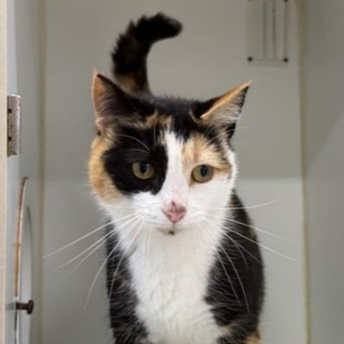 Captain Hook  - Domestic Short Hair Cat