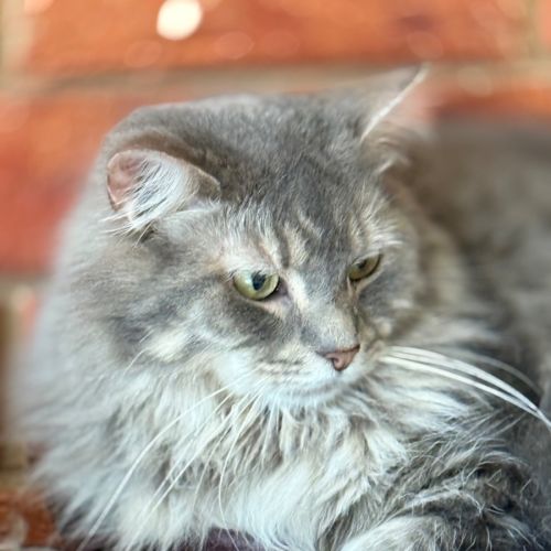 Toby - Domestic Medium Hair (DMH) Cat