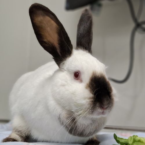 Taro - Himalayan Rabbit