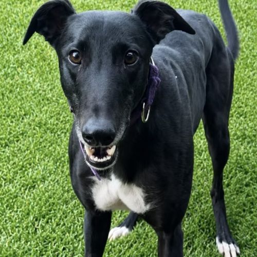Vicky - Greyhound Dog
