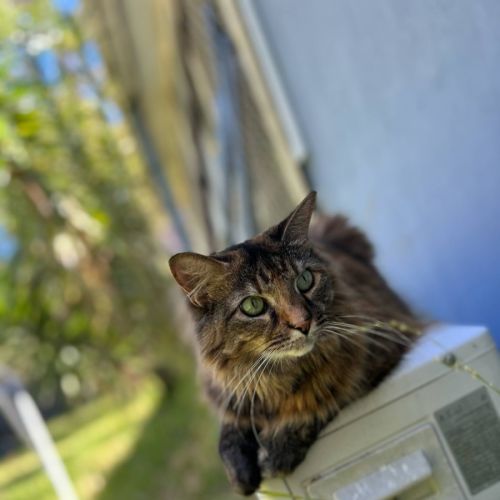 Shadow - Domestic Medium Hair (DMH) Cat