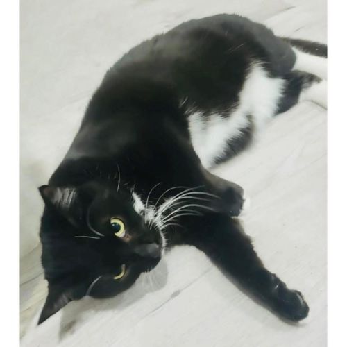 10414 - Churro - Domestic Short Hair (DSH) Cat