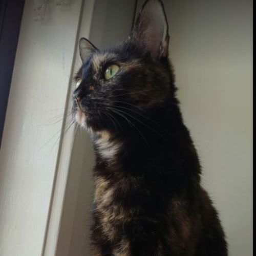 Mumma Rose - Domestic Short Hair (DSH) Cat