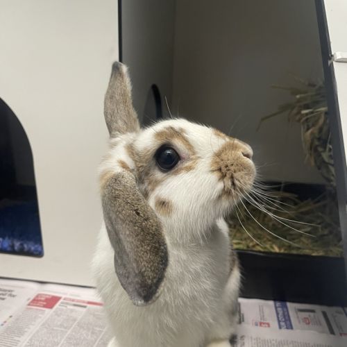 Holly - Lop Eared Rabbit