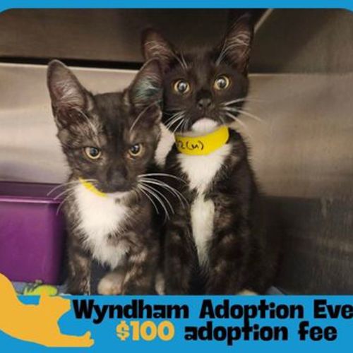 Jock - Domestic Short Hair Cat