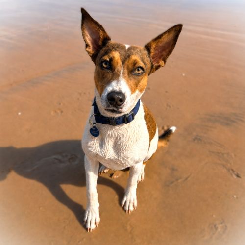 Indi - Mixed breed Dog