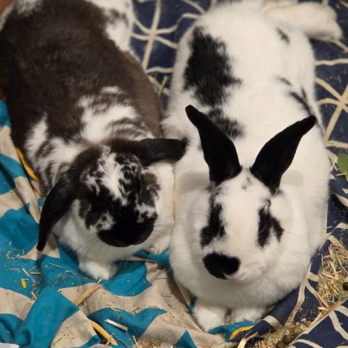 Andy & Astro - English Spot Rabbit