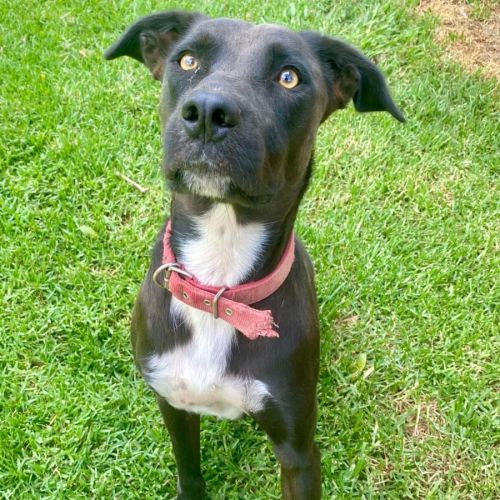 Scooby - Australian Kelpie x Border Collie Dog