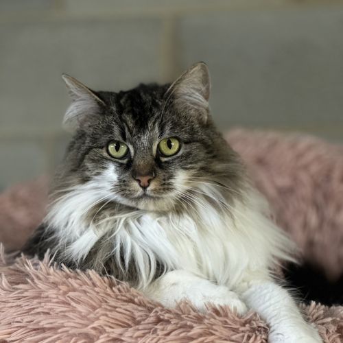 Velvet - Domestic Longhair Cat