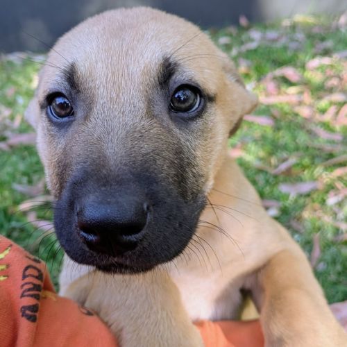 Dusky - German Shepherd Dog x Mastiff Dog