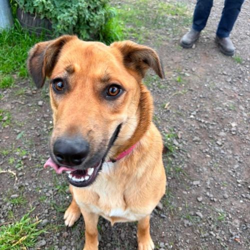 Piper (68887) - German Shepherd Dog