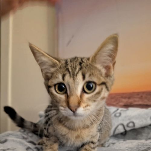Angel - Domestic Short Hair (DSH) Cat