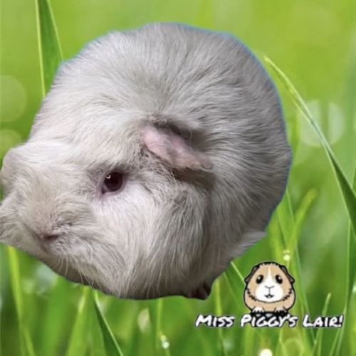 Charlie -  Guinea Pig
