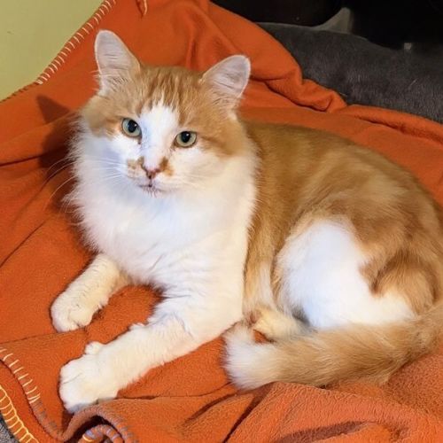 Nacho - Domestic Medium Hair (DMH) Cat