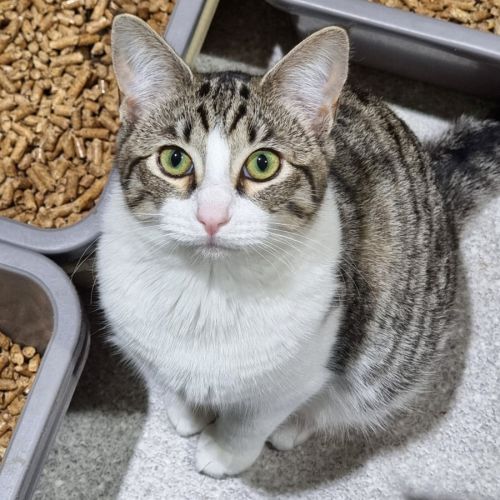 Starry - Domestic Short Hair (DSH) Cat