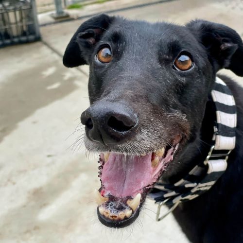 Snuffleupagus The Greyhound - Greyhound Dog