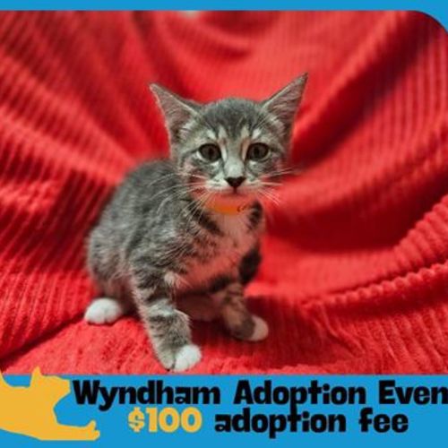 Minnie - Domestic Short Hair Cat