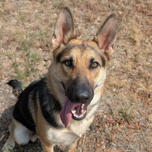 Bailey - German Shepherd Dog