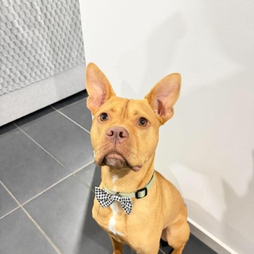 Koba - 1.5 Year Old American Staffy X Kelpie - American Staffordshire Terrier x Australian Kelpie Dog