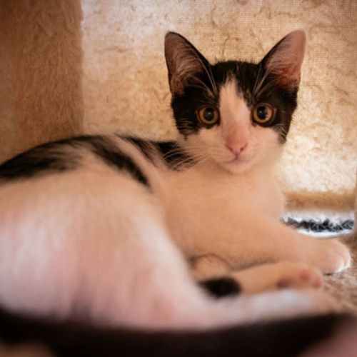 Penny - Domestic Short Hair (DSH) Cat