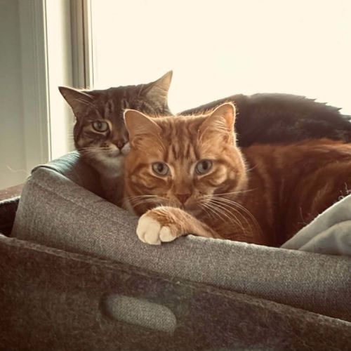 Leyton & Dakota 🐈‍⬛🌺 - Domestic Short Hair Cat