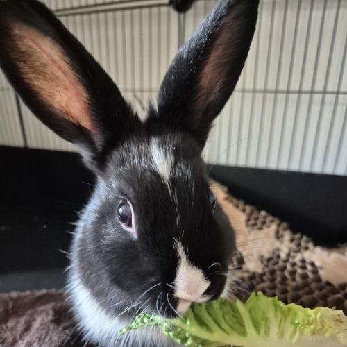 Doc - Rabbit   Domestic Rabbit